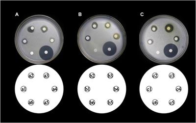 Inhibitory activity of flavonoids fraction from Astragalus membranaceus Fisch. ex Bunge stems and leaves on Bacillus cereus and its separation and purification